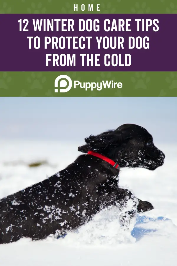 12 Winter Dog Care Tips to Protect Your Dog From the Cold