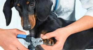 Dachshund getting nails trimmed