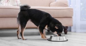 Shiba Inu eating dinner