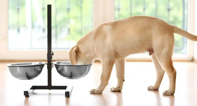 Large breed dog eating from elevated dog bowl