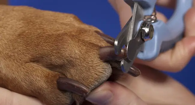 Dog's nails getting clipped
