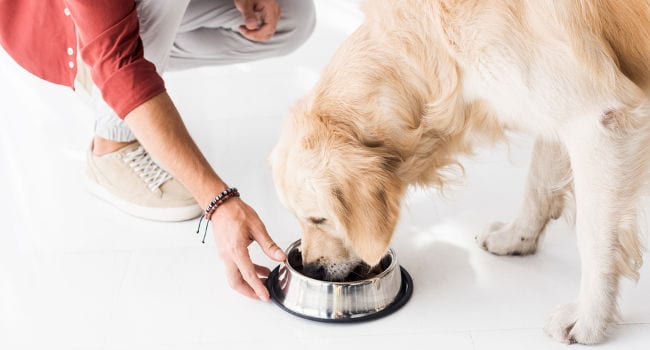 Golden Retriever on a feeding schedule