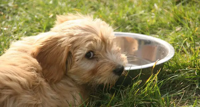 Puppy wanting more water to drink