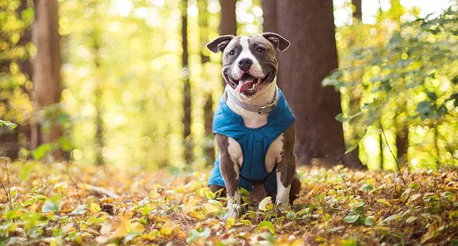 happy-dog-in-woods650 Happy dog in the woods wearing a winter jacket