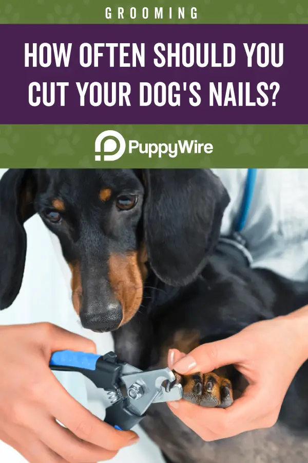 How often should you cut your dog's nails?