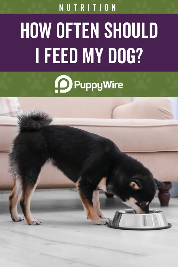 How Often Should I Feed My Dog?