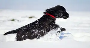 Winter dog care tips
