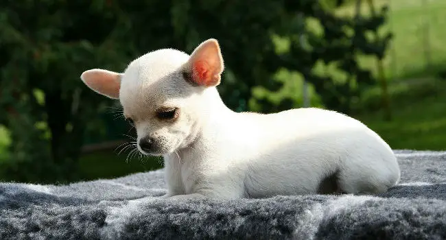 Apple Head Chihuahua posing for a picture
