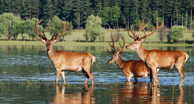 Deer walking in a lake