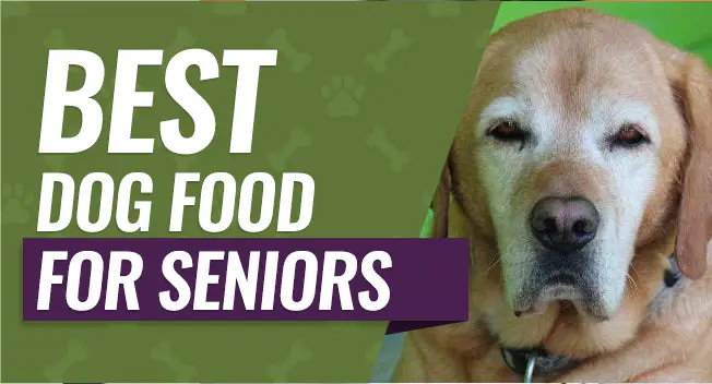 Best dog food for senior dogs