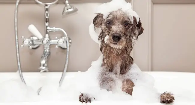 Dog taking a bubble bath after getting really dirty