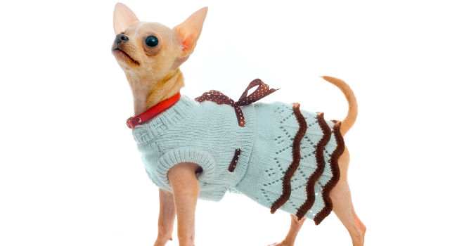 Fawn Chihuahua wearing a dress