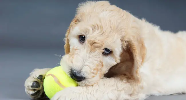 Goldendoodle puppy posing with tennis ball