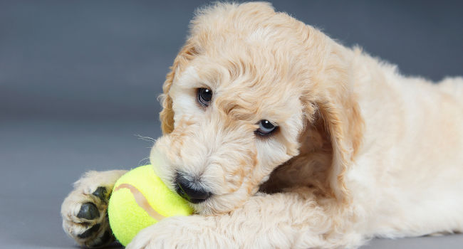 goldendoodle650 Goldendoodle puppy posing with tennis ball