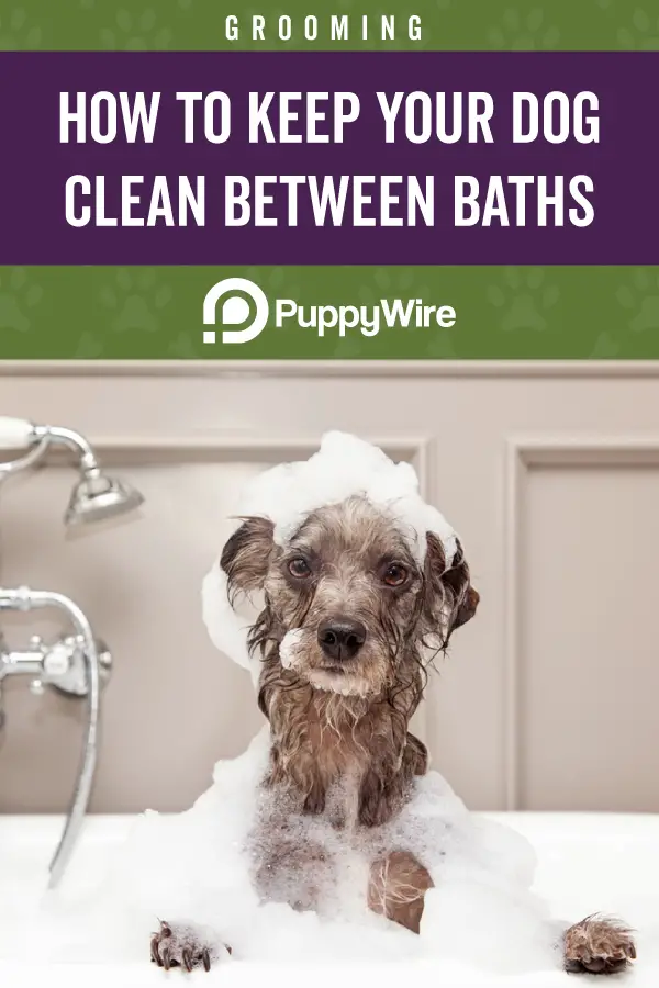 How to Keep Your Dog Clean Between Baths Pinterest image