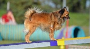 Long Coat Chihuahua on agility equipment