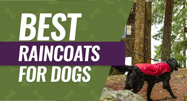 Top rated raincoats for dogs