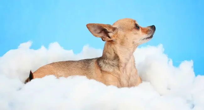 Short Hair Chihuahua sitting in a cloud