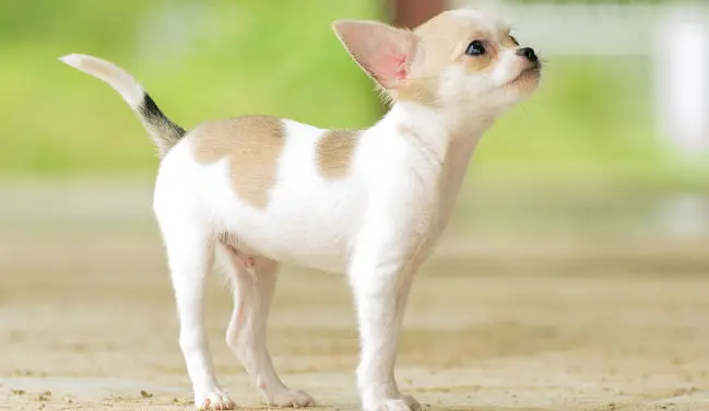 Tiny Teacup Chihuahua posing