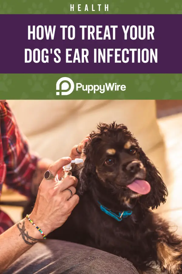 How to Treat Dog Ear Infections at Home Without the Vet