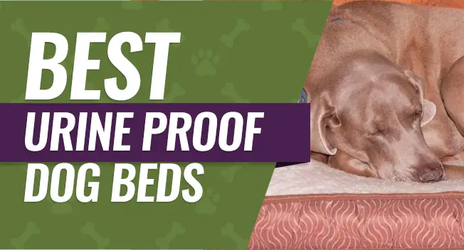 Top rated urine proof dog beds