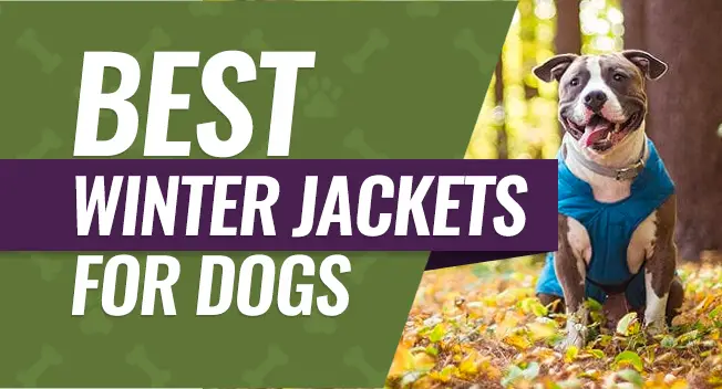 Best winter jackets for dogs