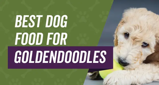 best-dog-food-goldendoodles Best dog food for goldendoodles
