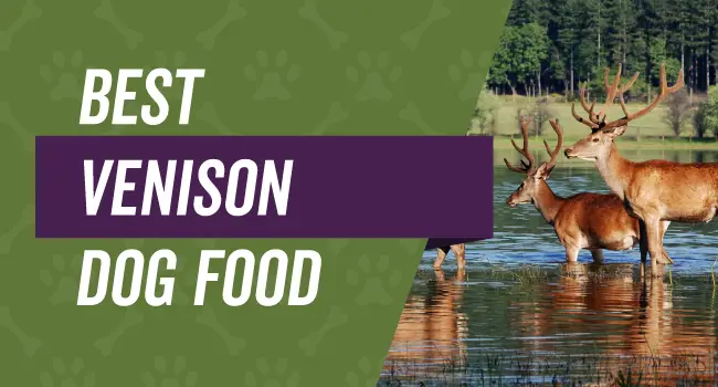 Best dog food with venison