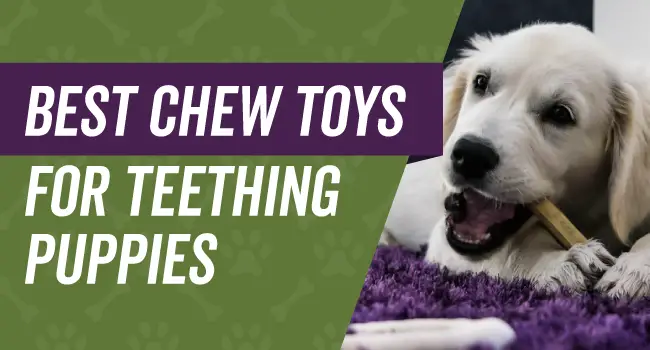 Chew toys to keep teething puppies busy