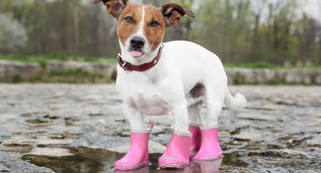 dog-boots-in-rain650 Dog boots that stay on in the rain