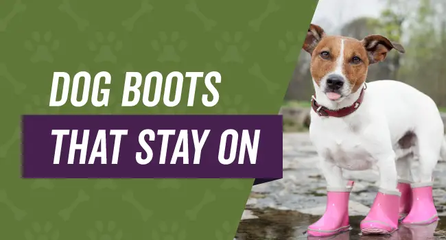 dog boots that actually stay on