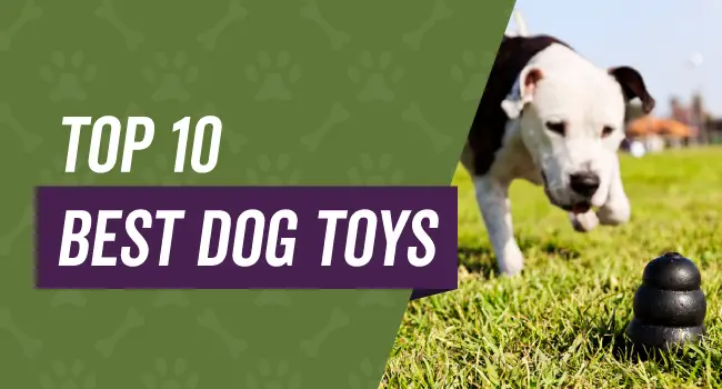 dog-toys Top 10 Dog Toys