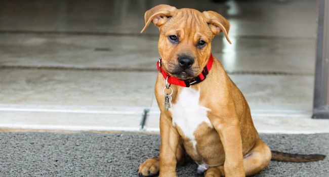 Pitbull Boxer Mix puppy posing for the camera