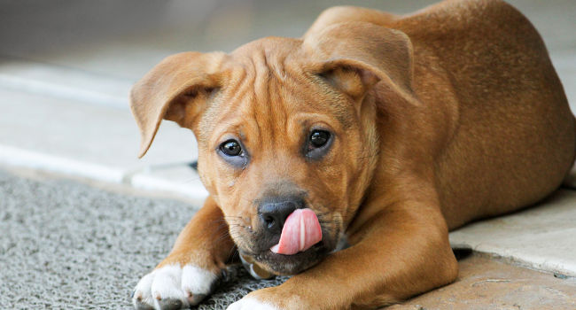 Cute Pitbull Boxer Mix puppy with tongue out