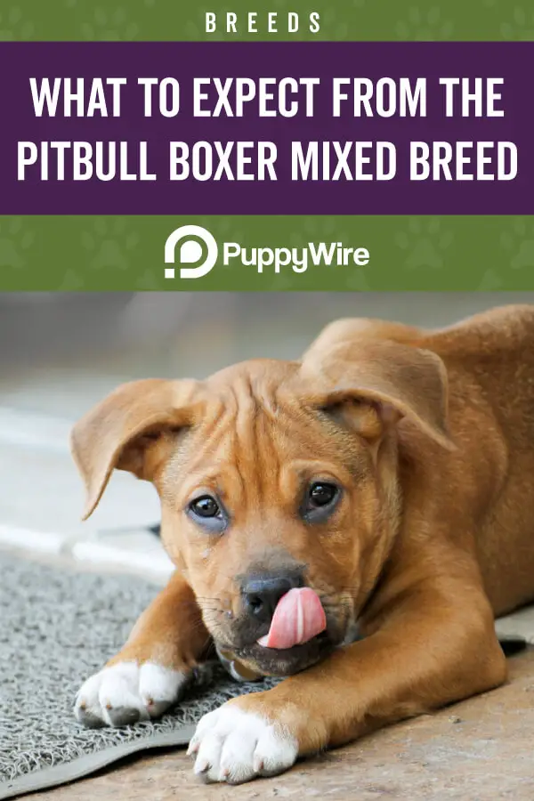 What to Expect From the Pitbull Boxer Mix Breed