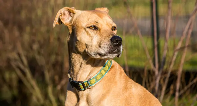 Pitbull Lab Mix portrait picture