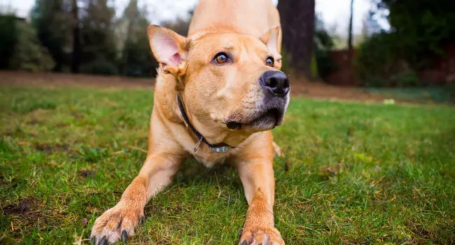 Pitbull Lab Mix stretching in grass