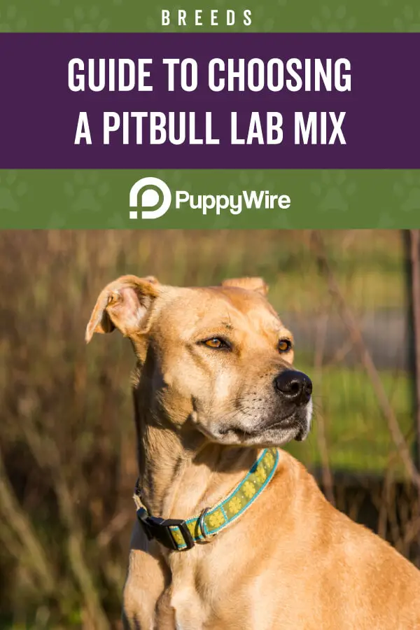 Guide to Choosing a Pitbull Lab Mix