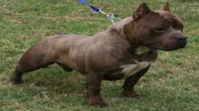 Pocket Pitbull on leash showing off build