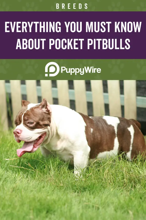 Everything You Must Know About Pocket Pitbulls