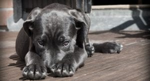 Sad puppy after peeing on the floor so much