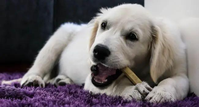 Teething puppy chewing on a bone