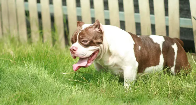 White and Brown Pocket Pitbull