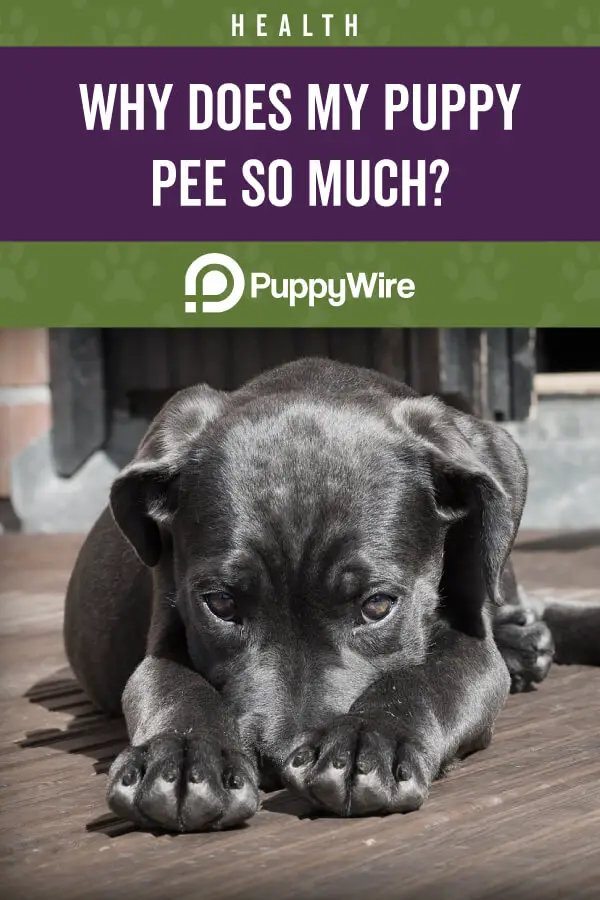 Why Does My Puppy Pee So Much?