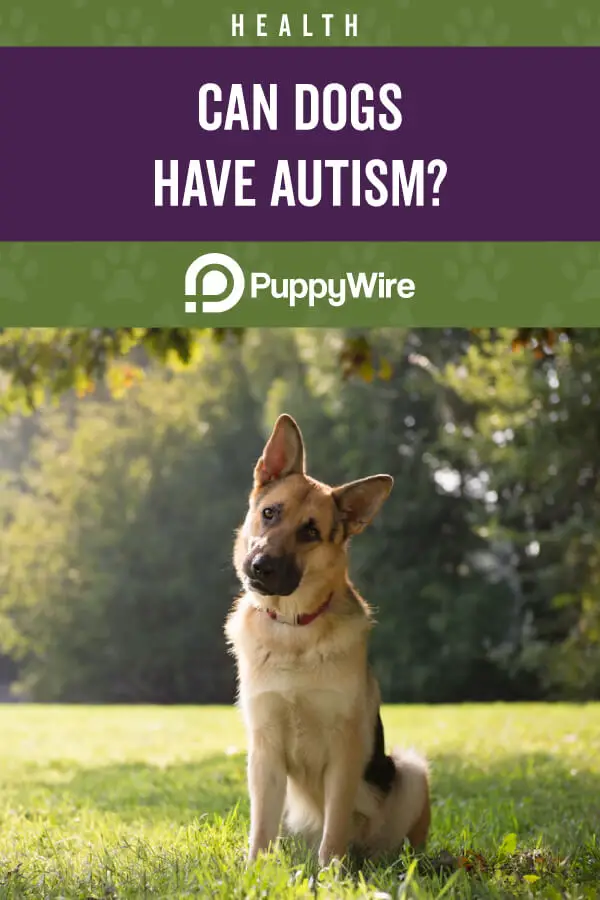 Can Dogs Have Autism?