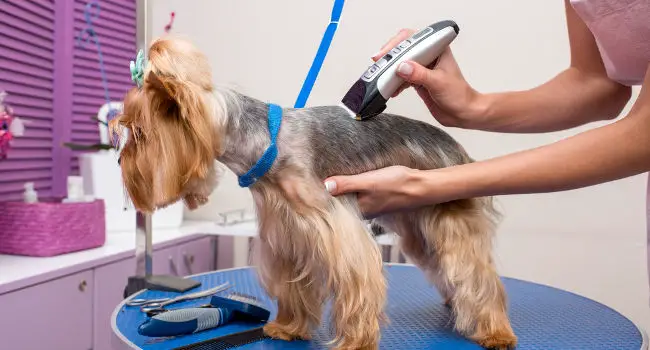 Getting groomed with dog clippers