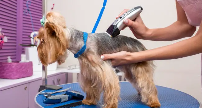 dog-being-groomed-with-clippers650 Getting groomed with dog clippers