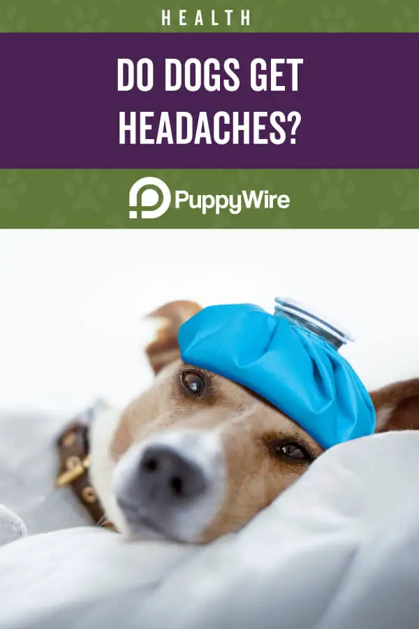 Do dogs get headaches?