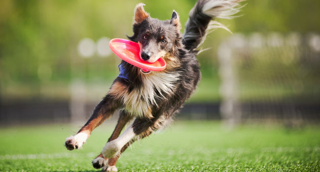 dog-playing-outdoor-toy650 Dog playing with outdoor dog toys