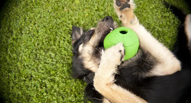 dog-playing-with-puzzle-toy650 Happy dog playing with puzzle toy